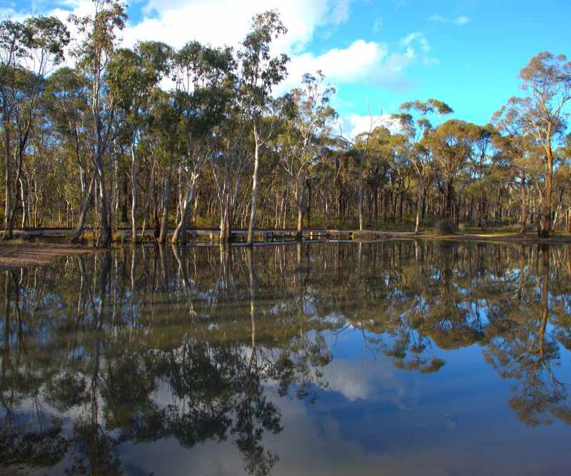 image of box-ironbark forest reflected in water with a boardwalk