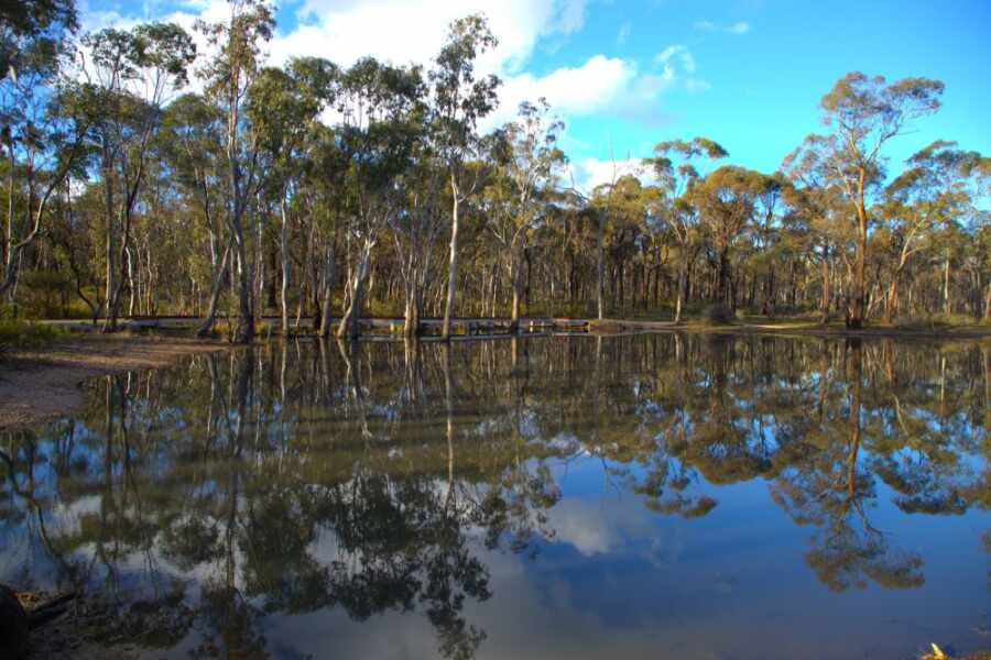 image of box-ironbark forest reflected in water with a boardwalk