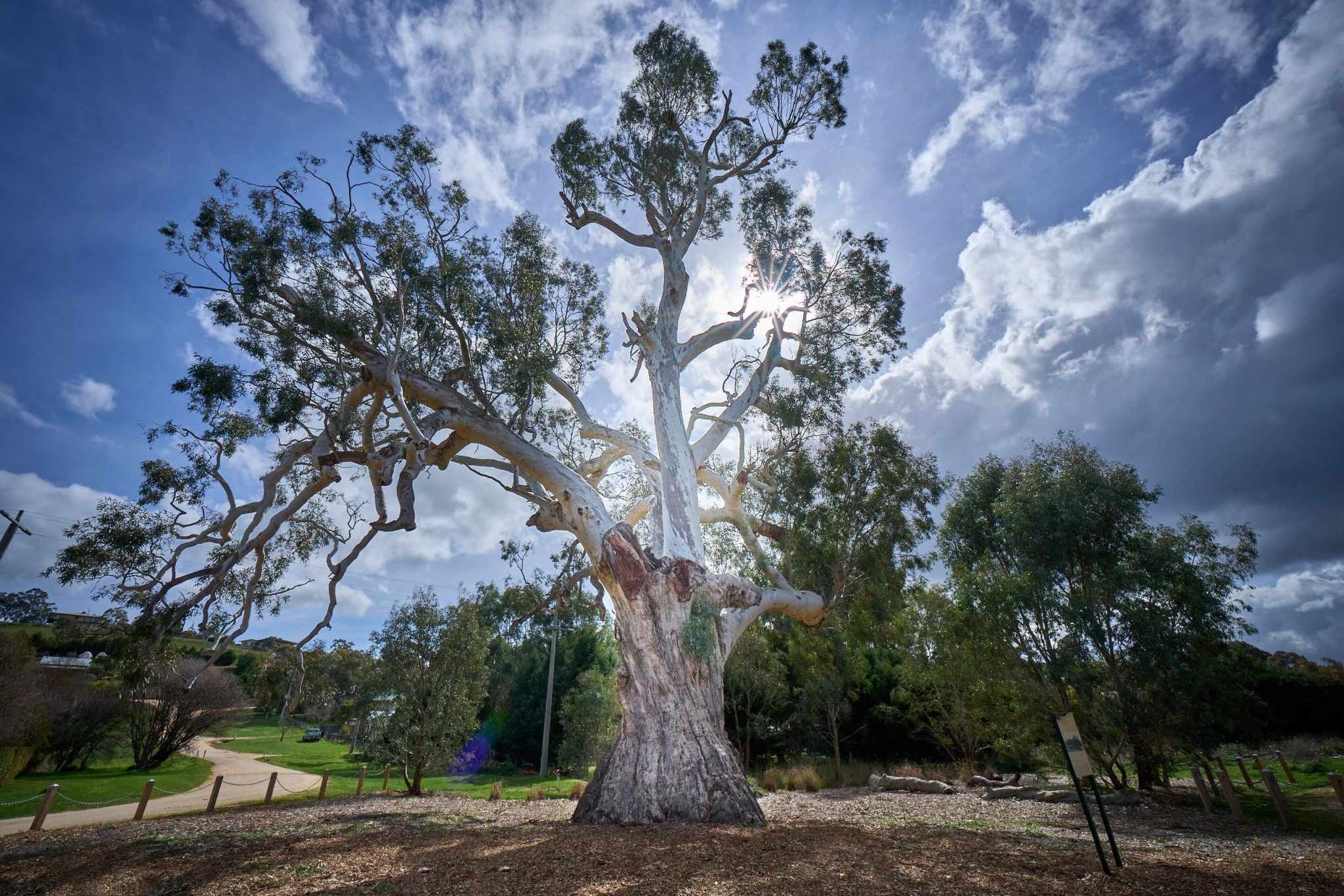 DJAARA community event to honour Guildford Big Tree